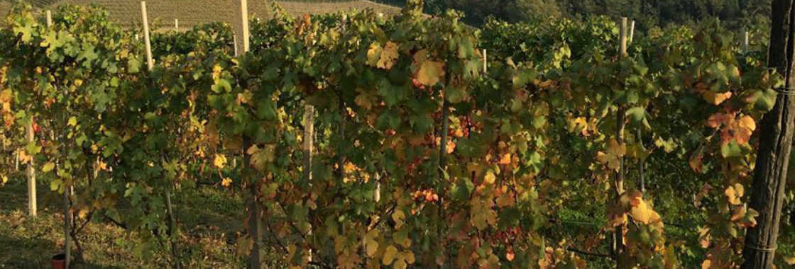 リヴェッラ・セラフィー