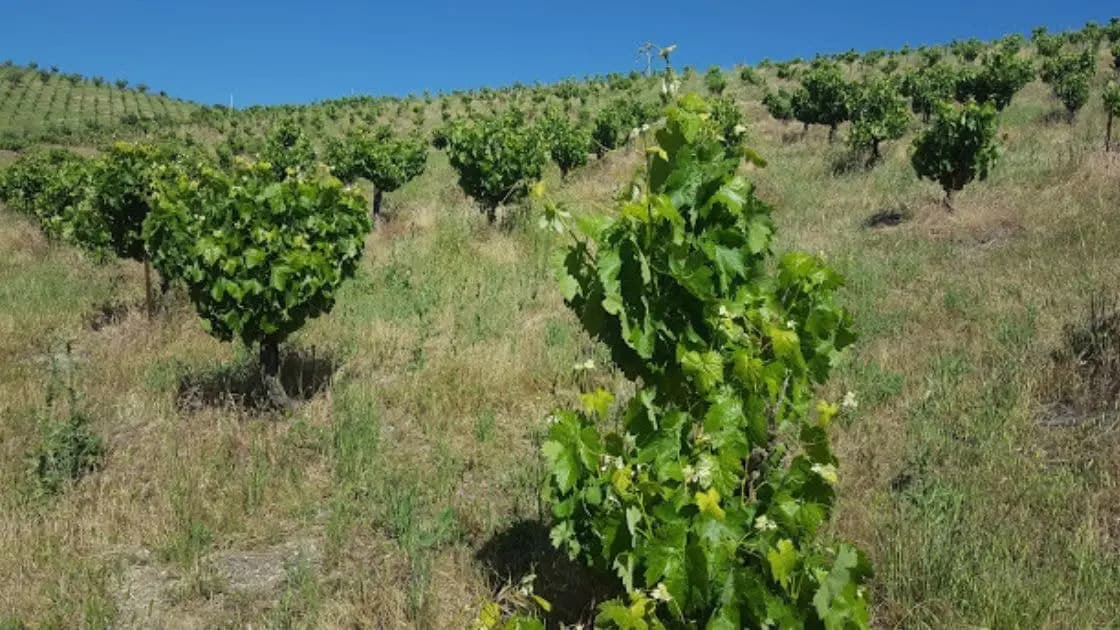 アンビス・エステイト