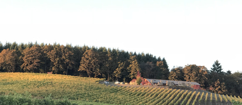 イルヒー・ヴィンヤーズ