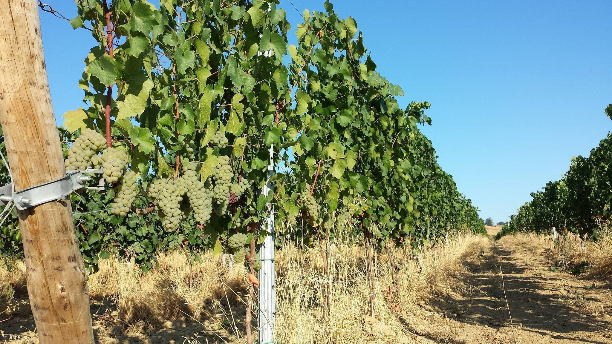 Koi di Fravio Restani