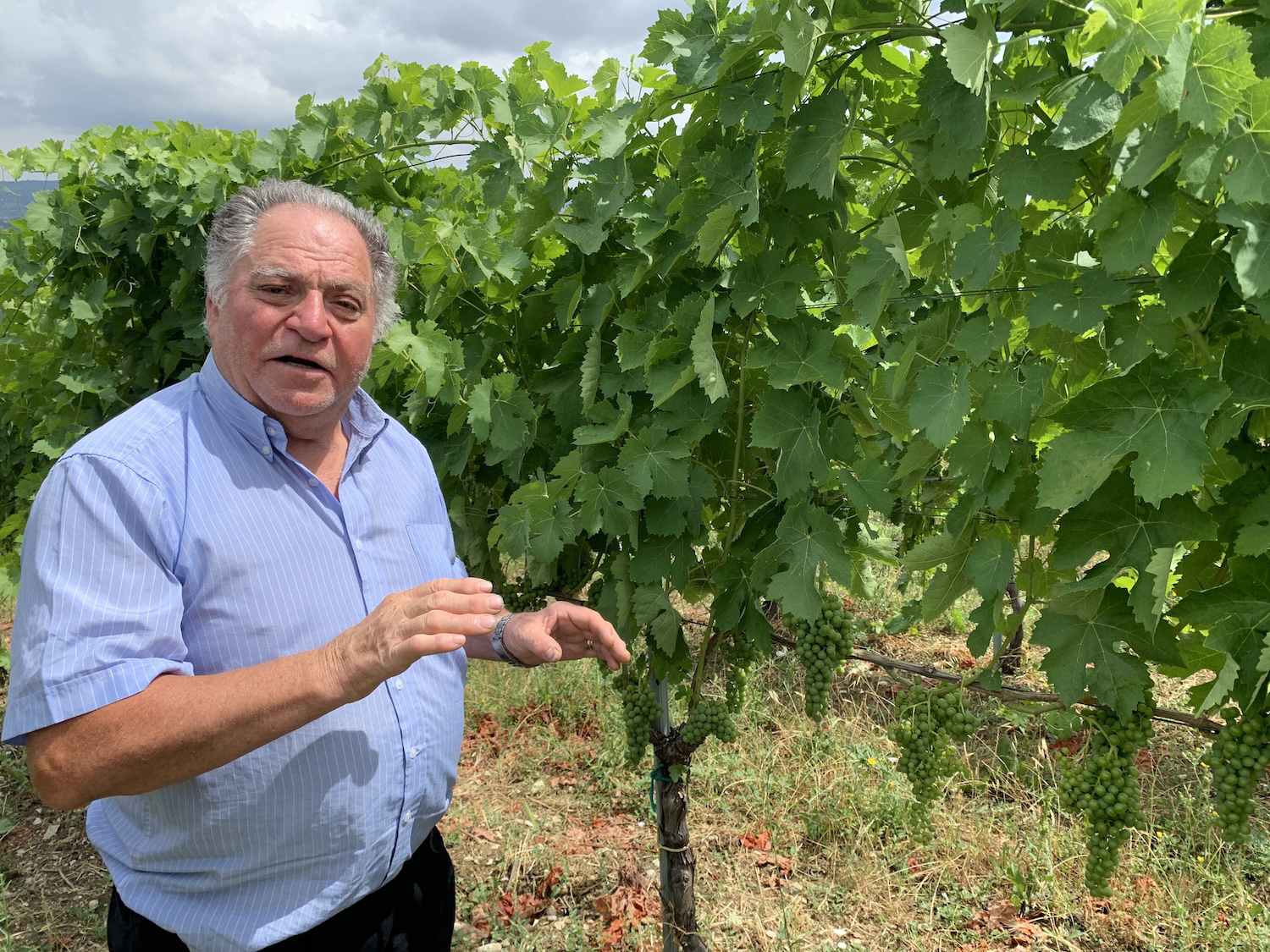 Salvatore Molettieri