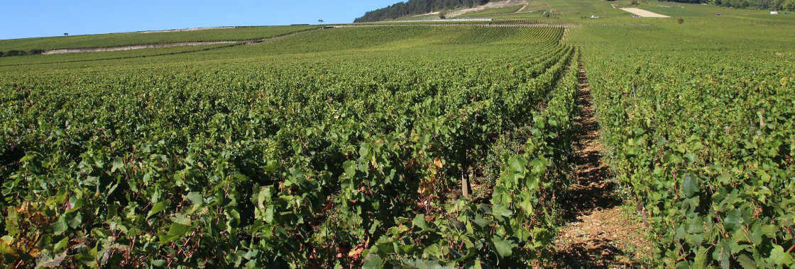 ドメーヌ・マンシア・ポンセ