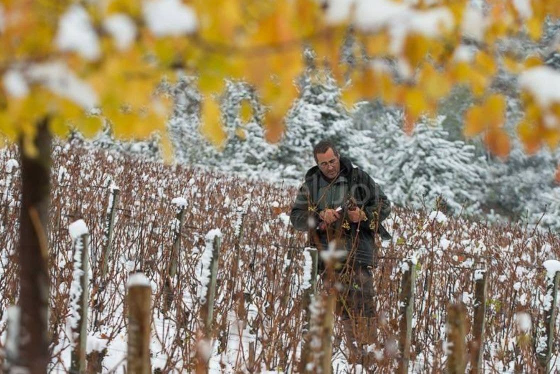 ドメーヌ・ユベール・ラミー