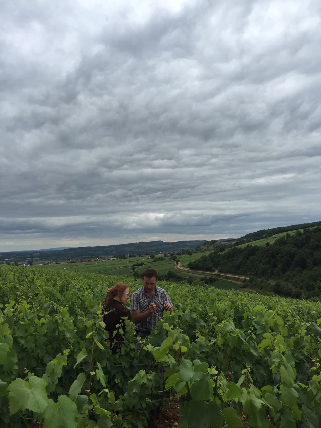 ドメーヌ・ユベール・ラミー