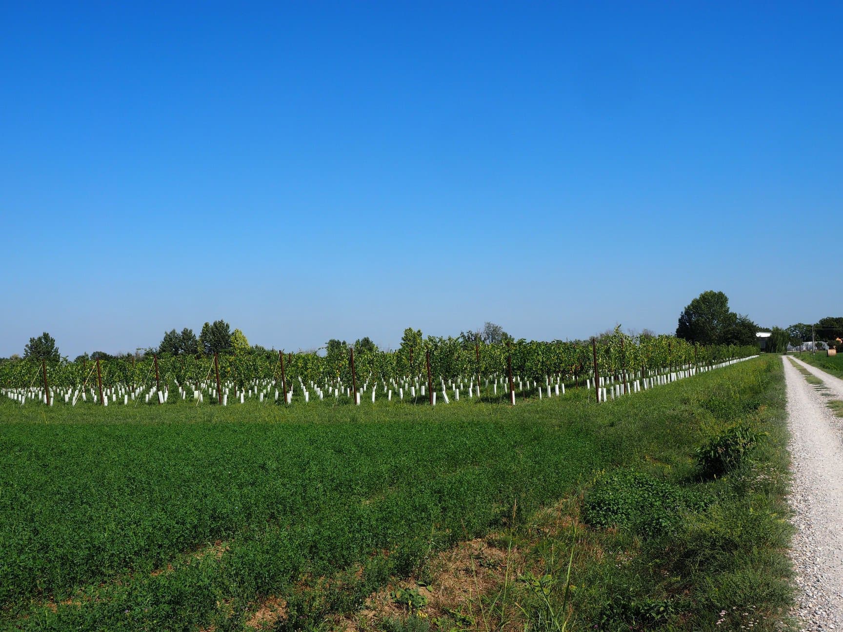 コルテ・パッリアーレ・ヴェルディエーリ