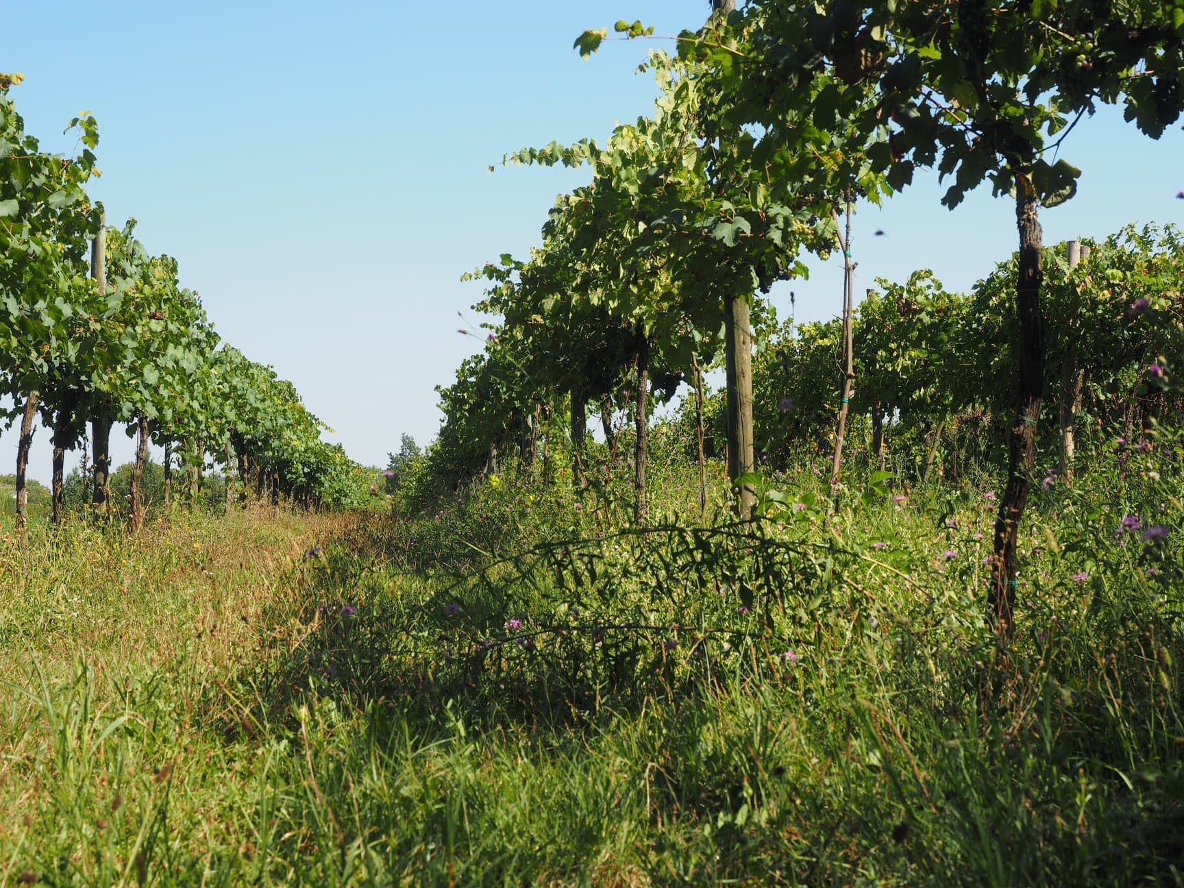 コルテ・パッリアーレ・ヴェルディエーリ