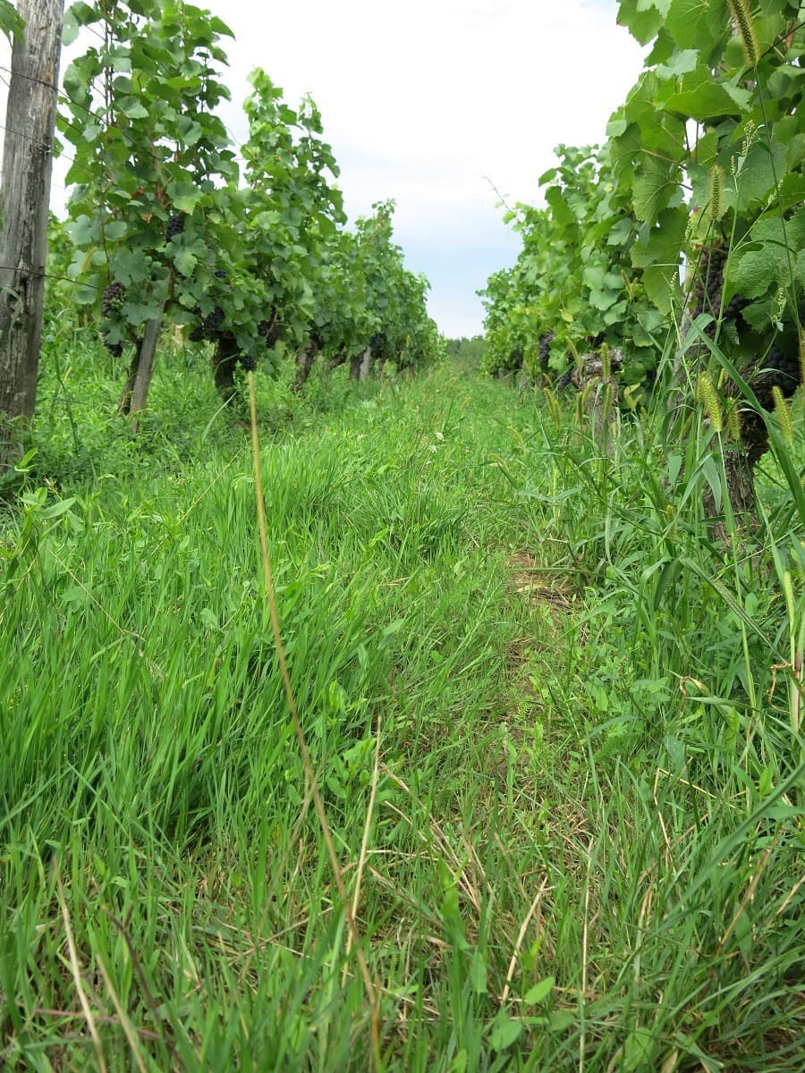 ドメーヌ・モレル