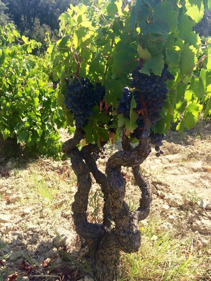 ル・ビュー・ドンジョン3