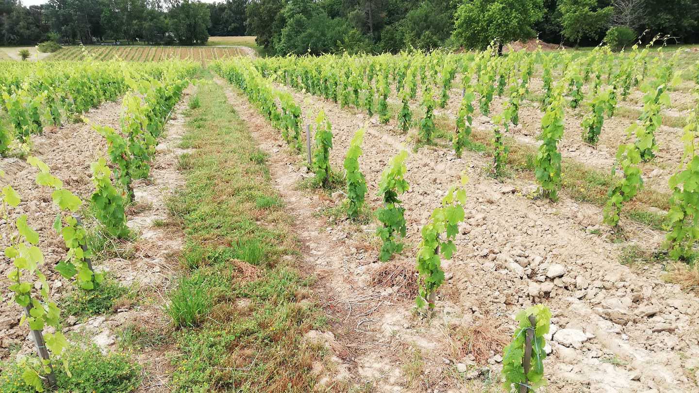 シャトー・ラ・ギヨメット3