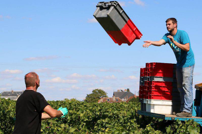 Domaine Mathias Parent Gros