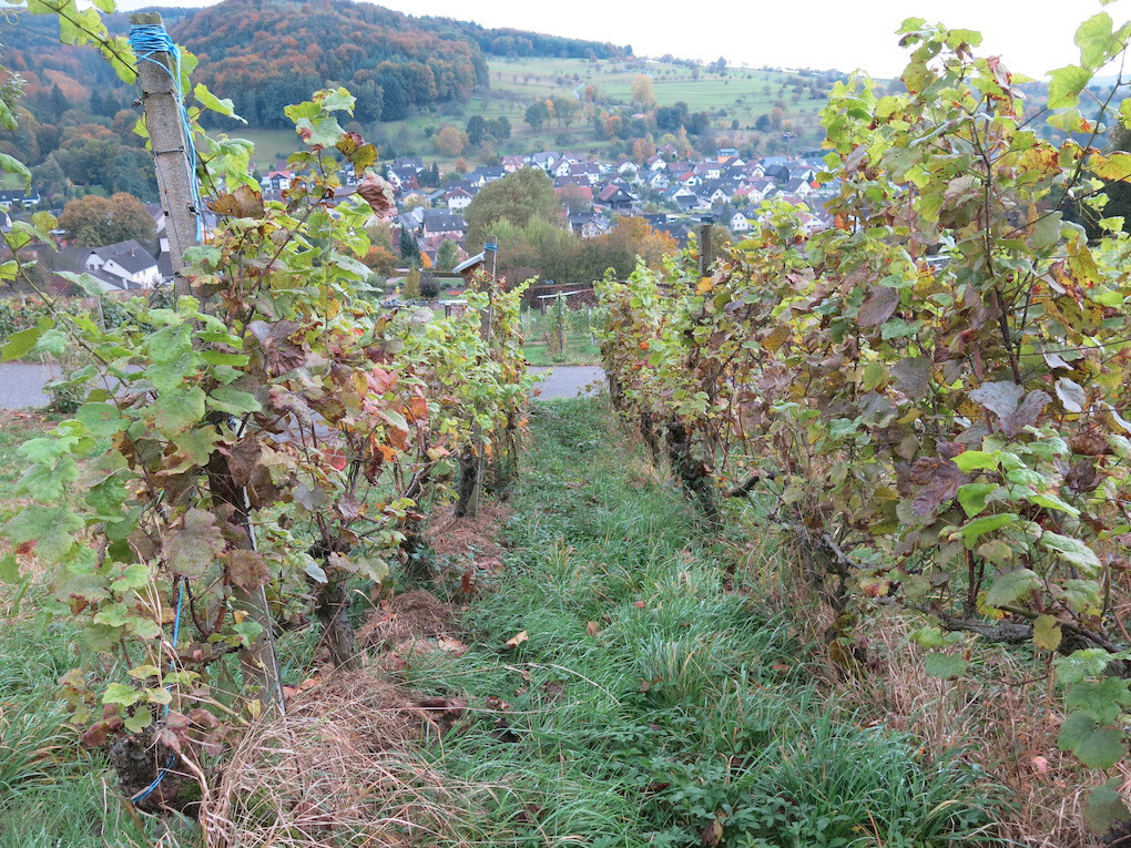 Weingut Enderle & Moll