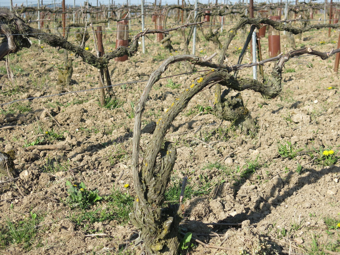 エマニュエル・ブロシェ