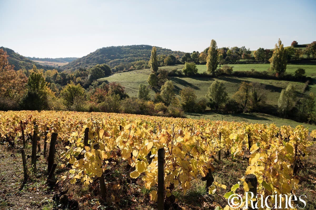 ドメーヌ・ダンドリオン