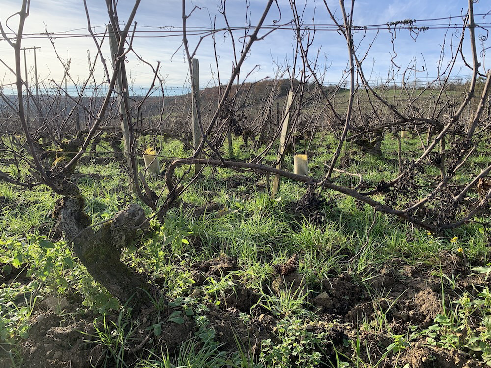 ドメーヌ・ド・ラ・カデット