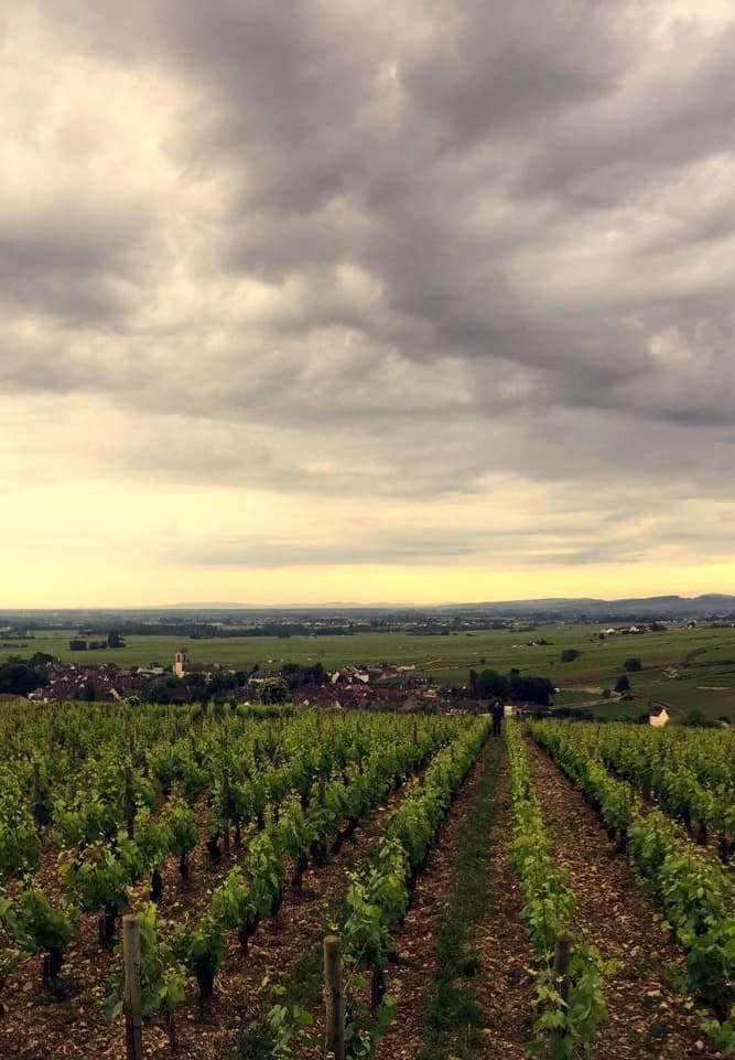 Domaine Henri & Gilles Buisson