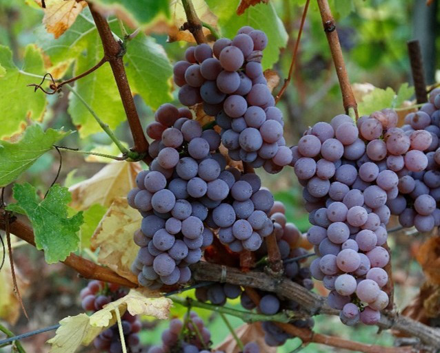 Domaine Laroque d‘Antan