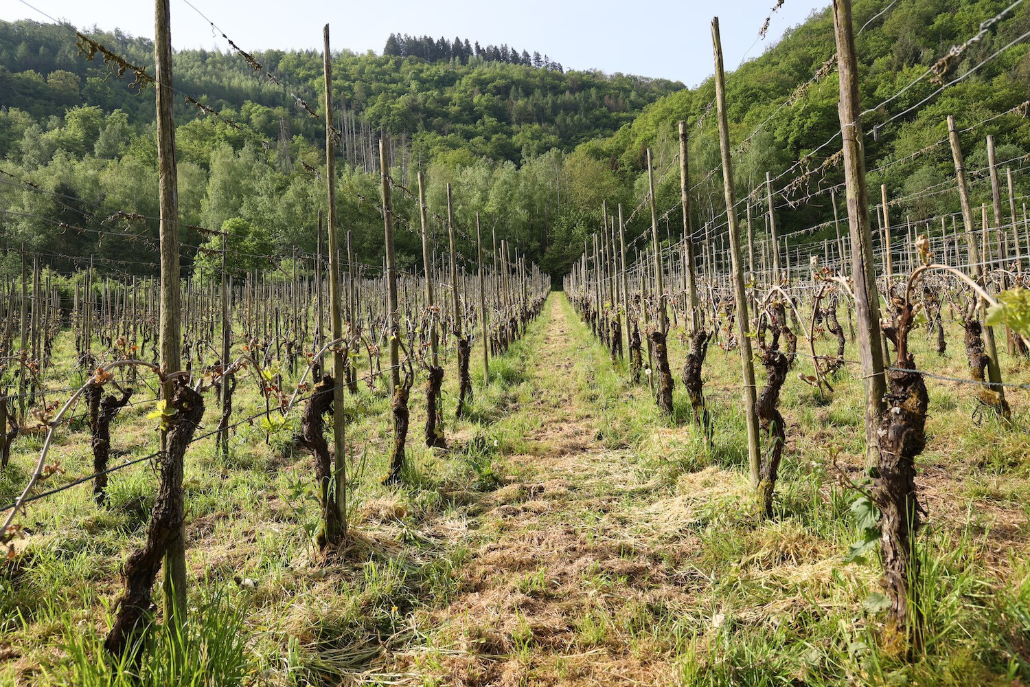 リタ・ウント・ルドルフ・トロッセン