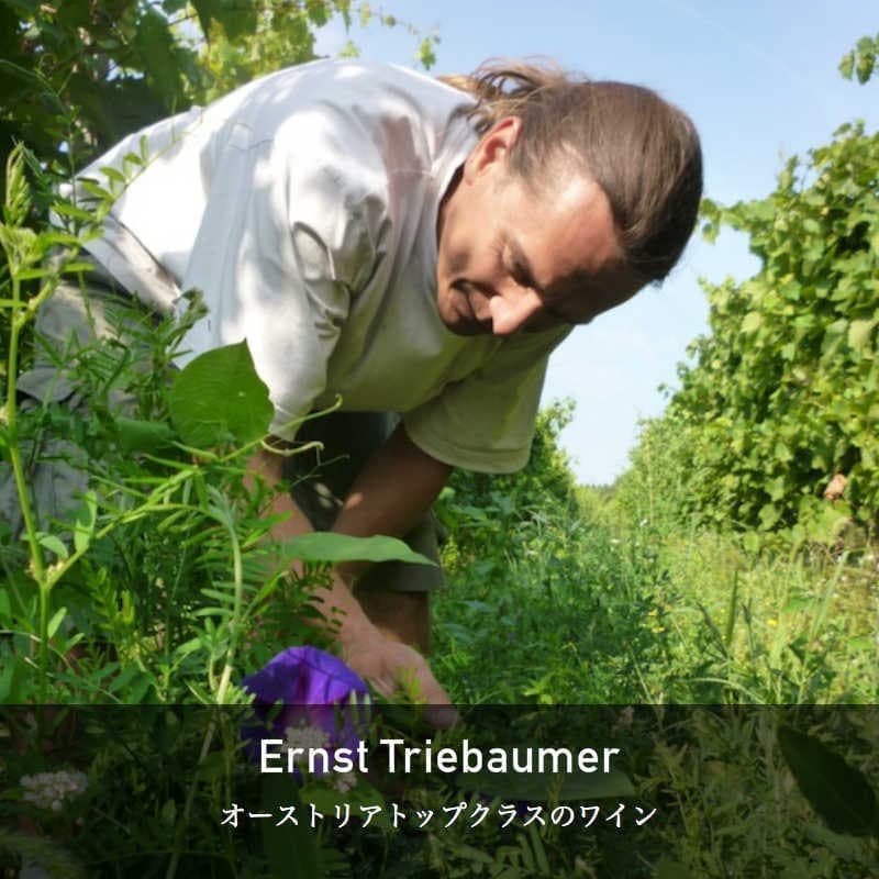  エルンスト・トリーバウマー